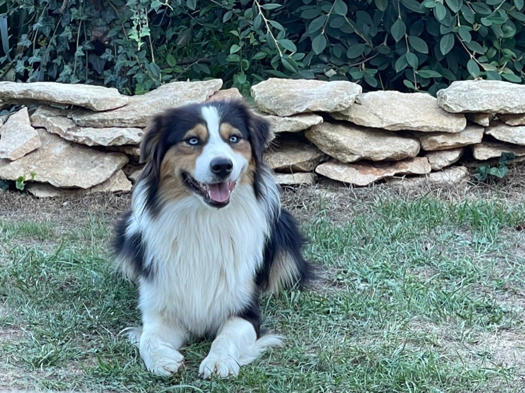 Sancho (dit elvis) berger aux yeux de ciel