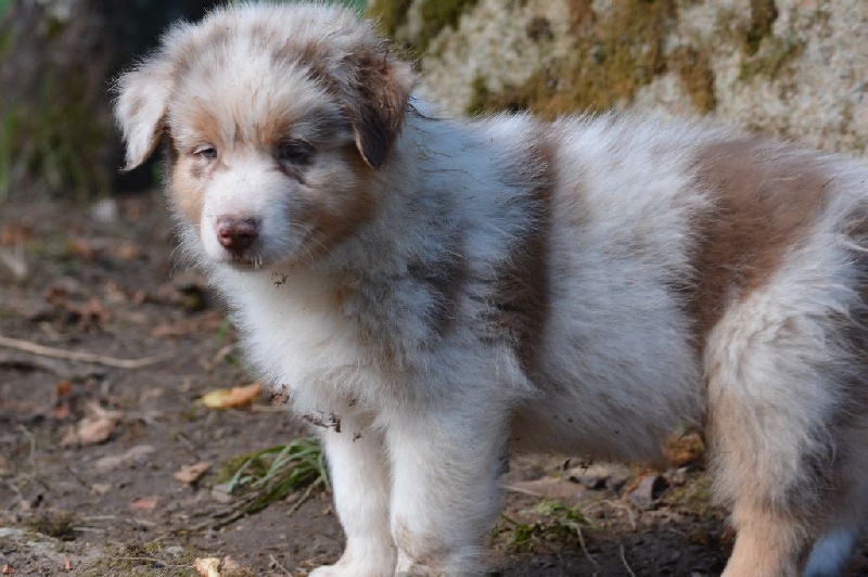 Les chiots nés à l'élevage